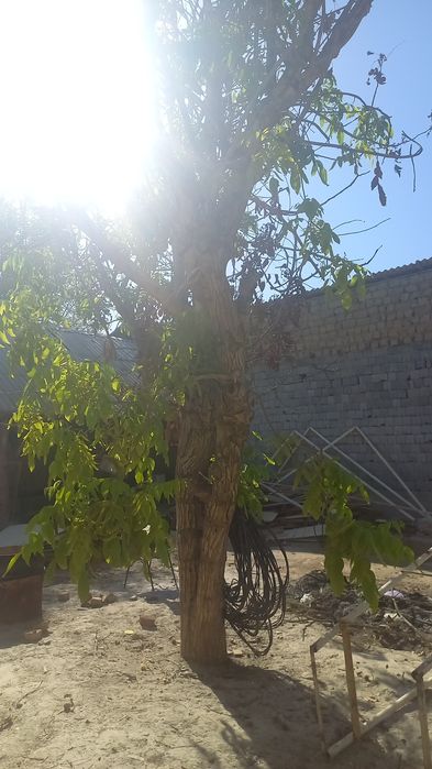 Daraxt sotiladi kesib opketishga