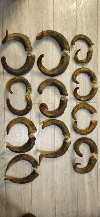 Vand colectie de coarne de bivol,berbec,tap,caprior,perechi si coarne razlete. Vedeti cele 7 poze atasate la anunt