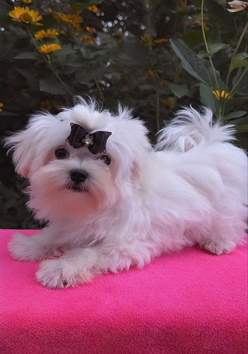 Мальтийская болонка ,Мальтезе ,Maltese  !