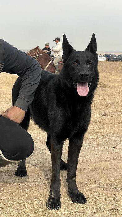 Овчарка заботливая