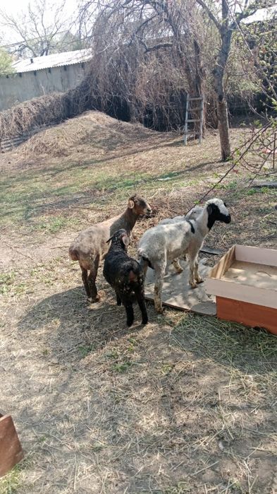 Продам овцу с ягненком