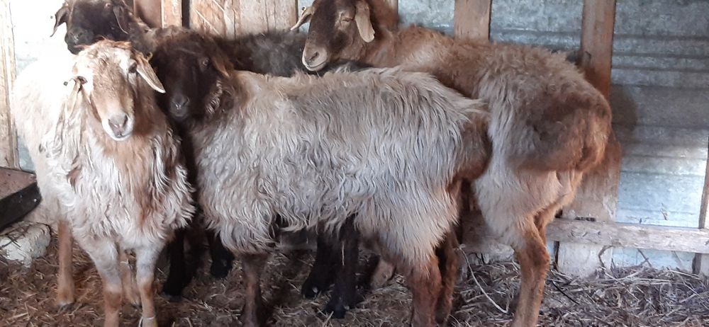 Ісек  қозылы қой буаз ешкілер