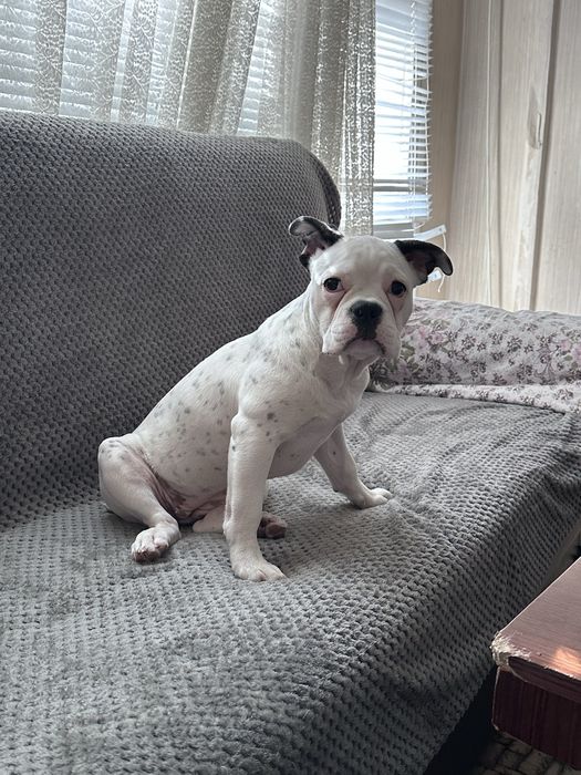 Френски Булдог момиче