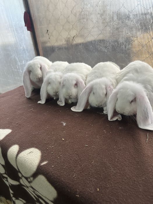 Iepuri berbec german