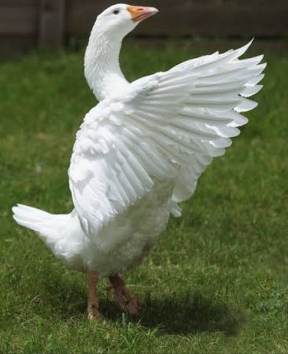 Гоз сотилади соглом