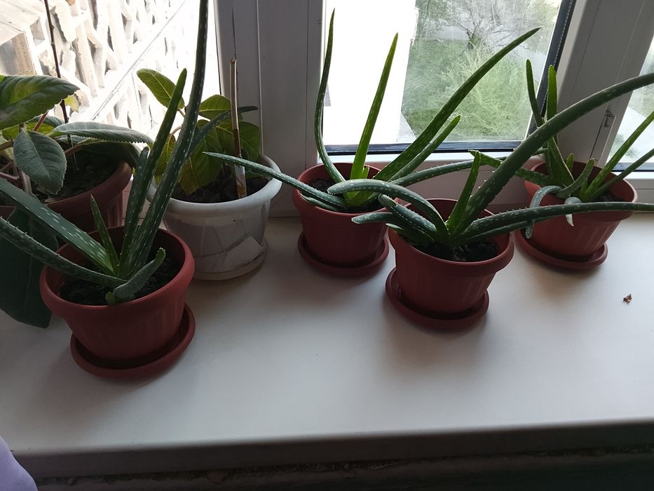 Продам цветы алое кактус