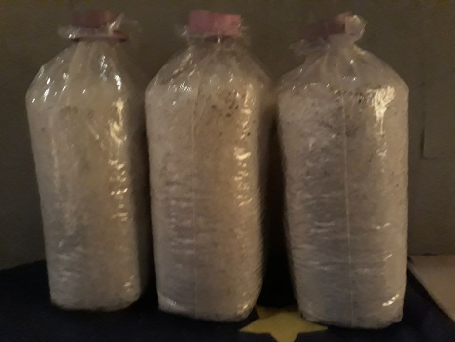 Miceliu pentru ciupercile Pleurotus.