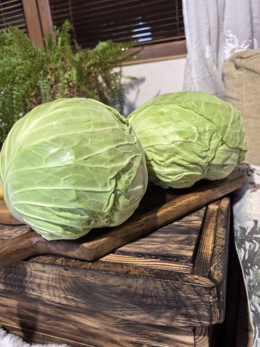 Кисело зеле на 2лв.кг и прясно зеле на 0,80лв./кг