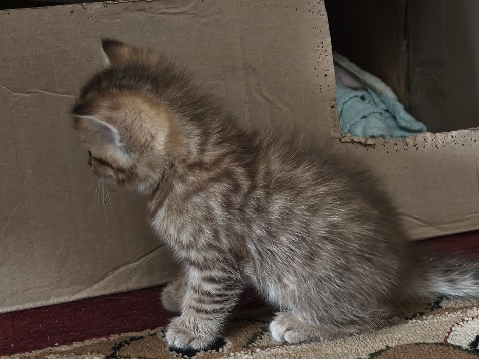 Шотладские котята