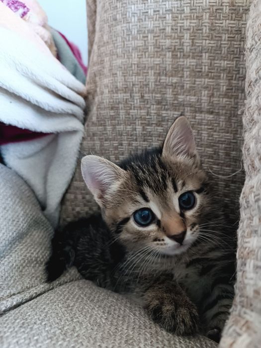 Котята окраса Табби