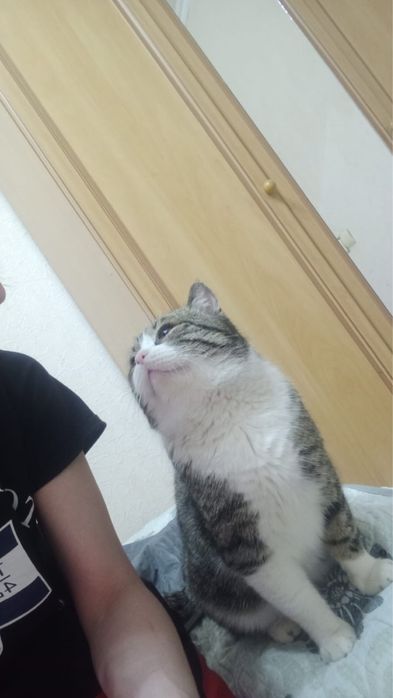 Ищем дом для котика