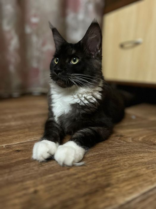 Мейн-кун, девочки