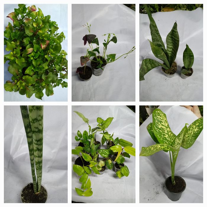 Продам цветы комнатные