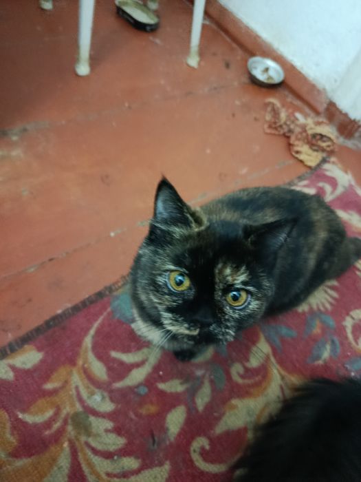 Отдам в хорошие руки