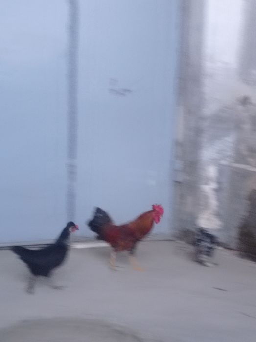 Eski urug yapon tovuqlari