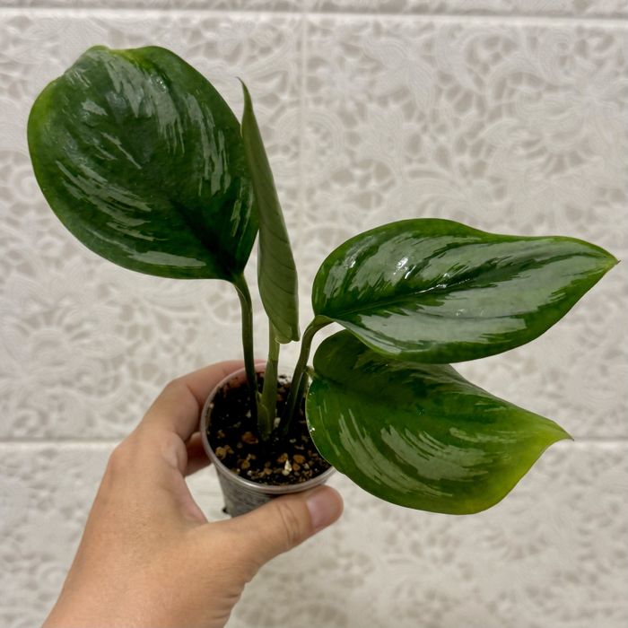 Сциндапсус Суматра! Эпипремнум! Комнатные цветы!