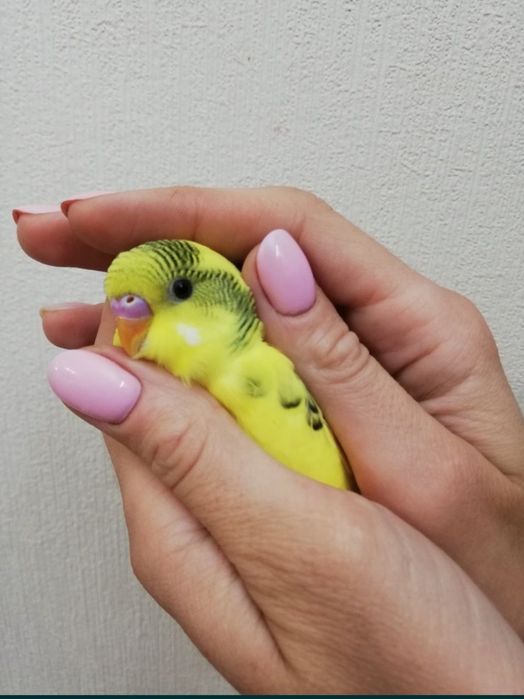 Волнистые попугайчики