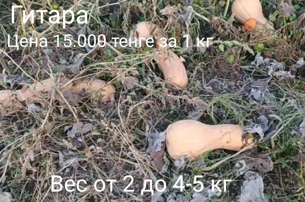 Тыква семена разные сорта