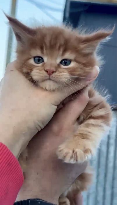 Роскошные котята мейн-кун