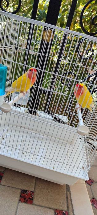 попугай неразлучка