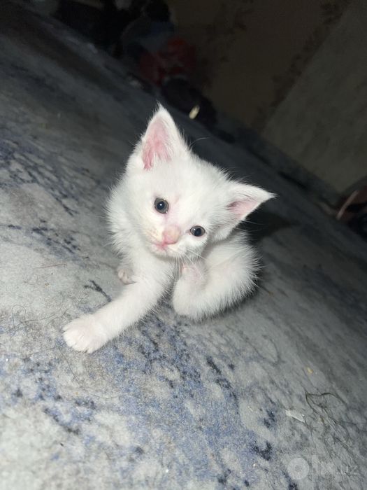 Mushu sotiladi qiziqanla telegramdan yozamiz