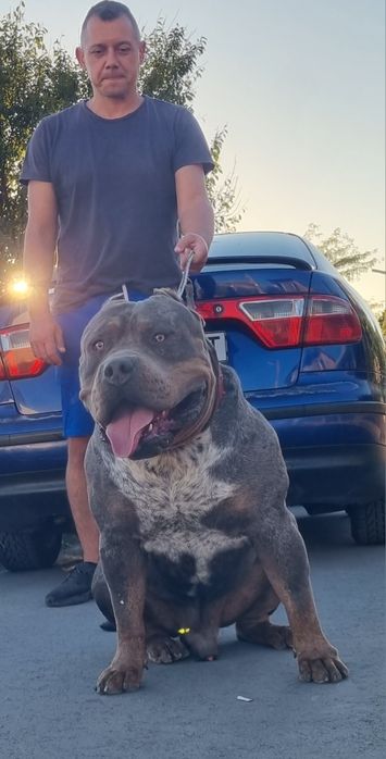 Американско були ХЛ/American Bully XL