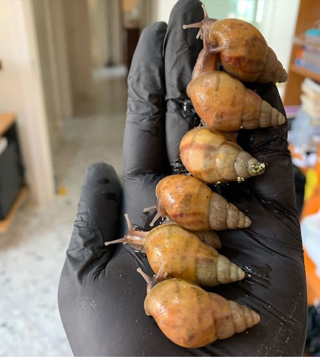 Ulitkala ideal aktiv svejiy yengiii iwlatilmagan