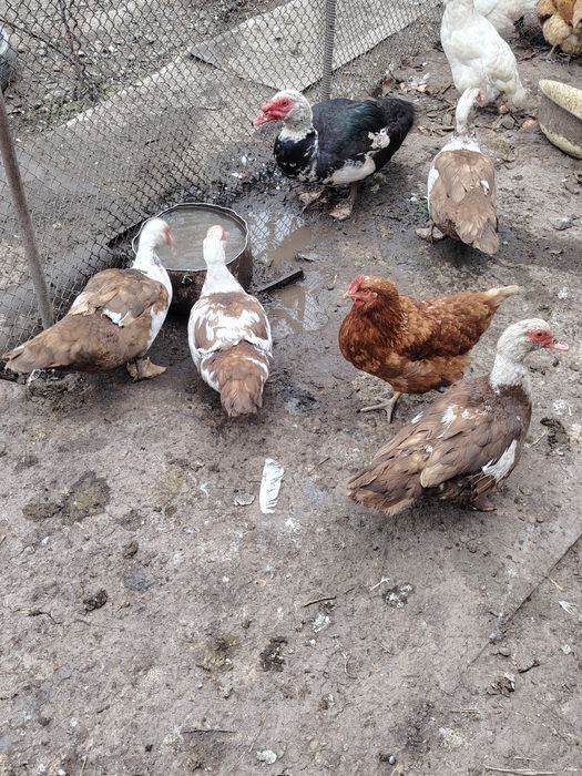 Продам 4 утки и селезня