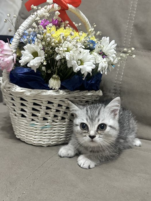 Шотландская прямоухая( девочка)