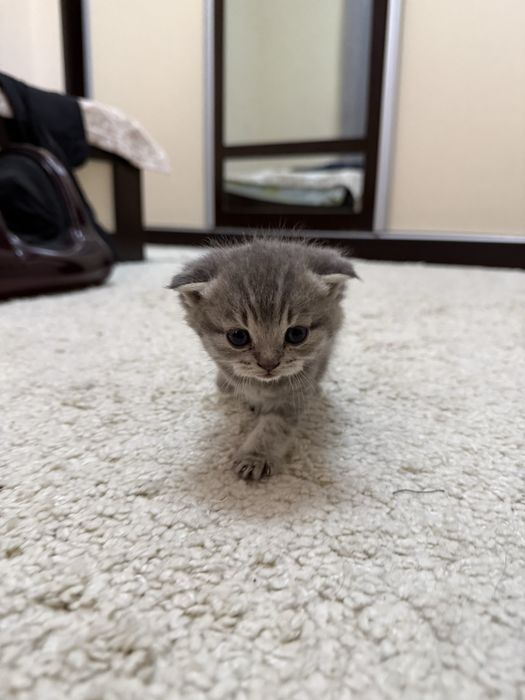 Продаётся котёнок, вислоухий шотландец