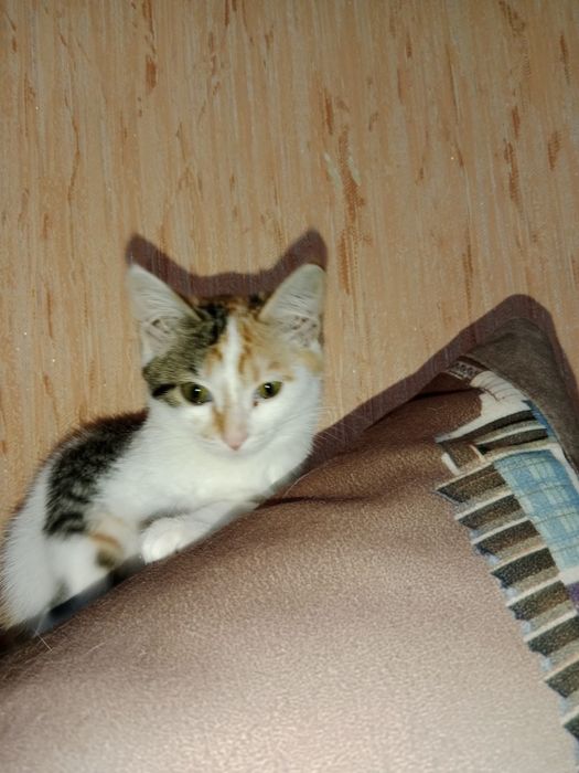 Отдам котенка в добрые руки