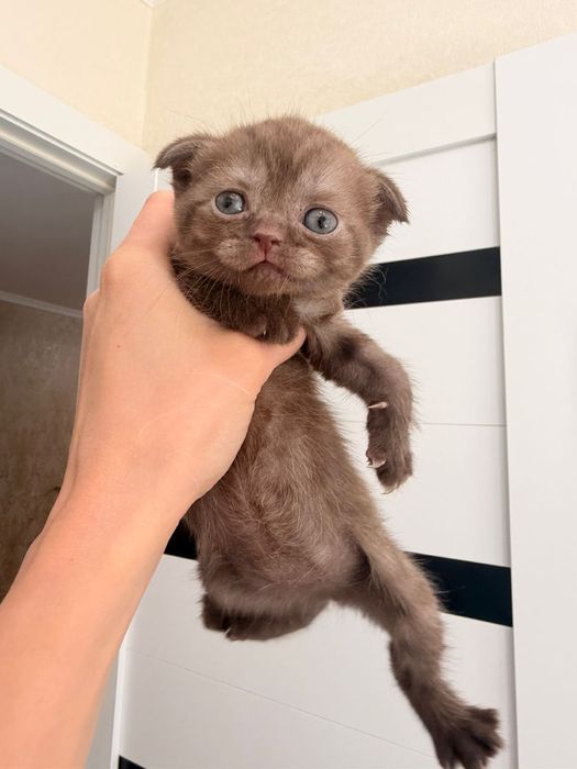 Продам шотладских котят