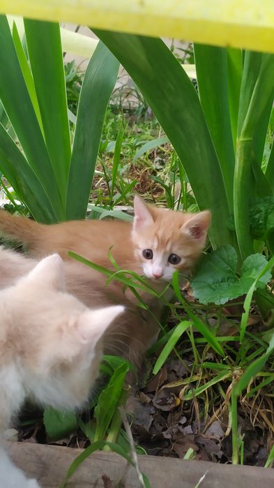 Котёнок, мальчик,1.5месяца, в Чирчике.