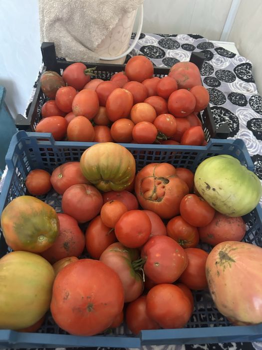 Продам домашние помидоры