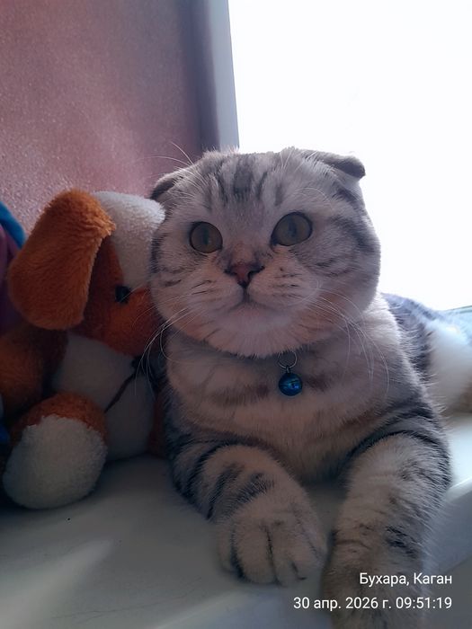 Мушук  сотилади. ПРОДАЁТСЯ Котёнок