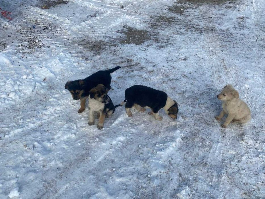 отдам щенков в добрые руки