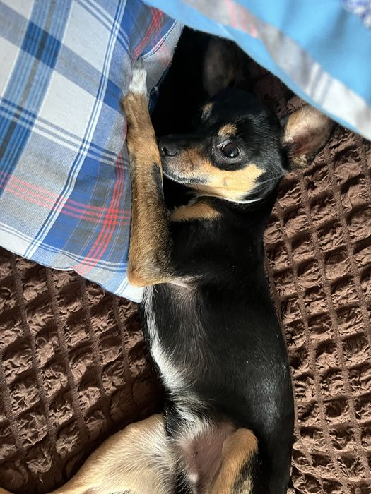 Пропала собака той терьер