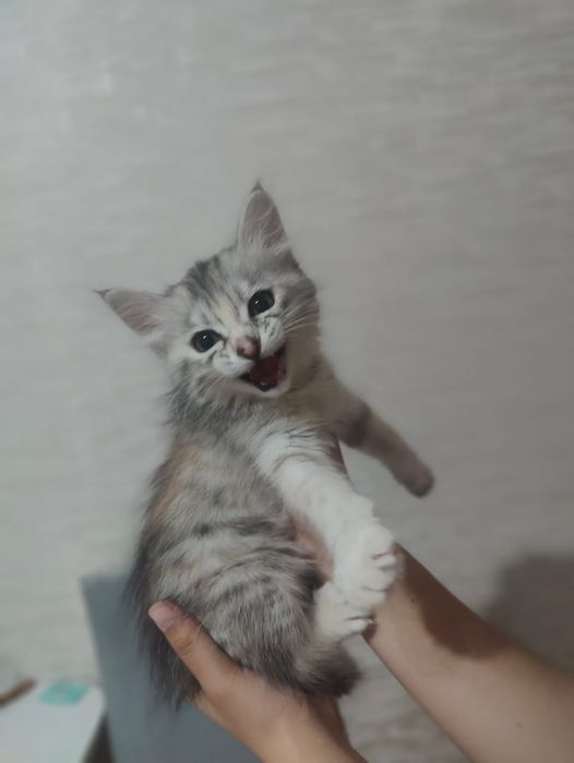 котенок девочка 2-3 месяца