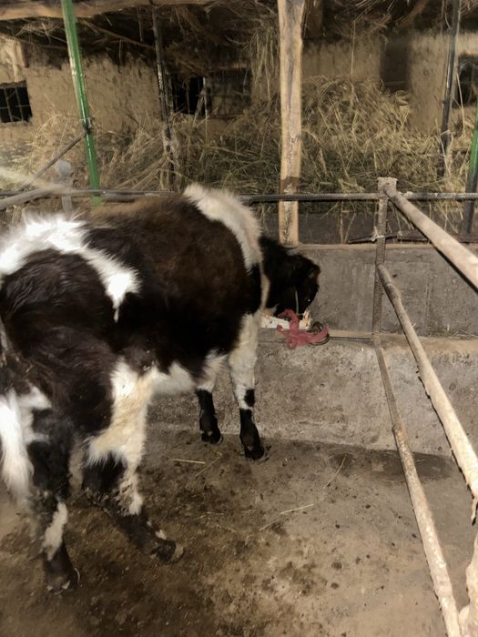 8 oylik mol sotiladi