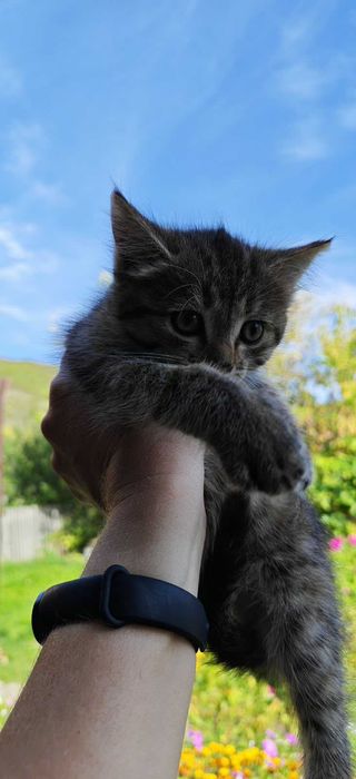 Отдам котенка 2 месяца в хорошие руки