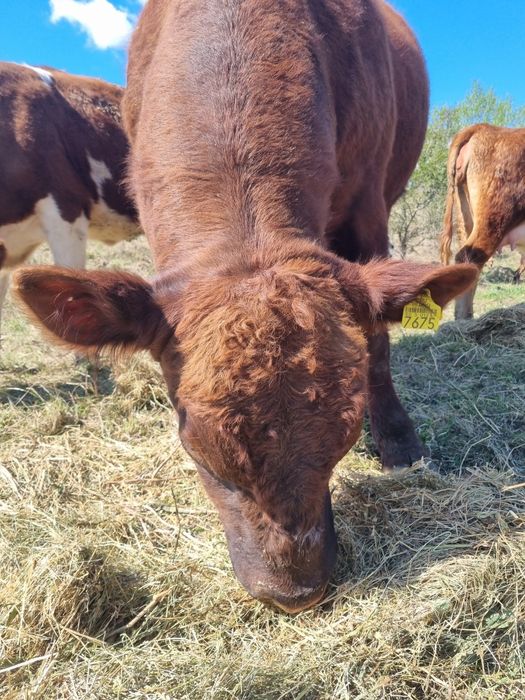 Taur Angus 800 kg + / 2 ani ,apt monta