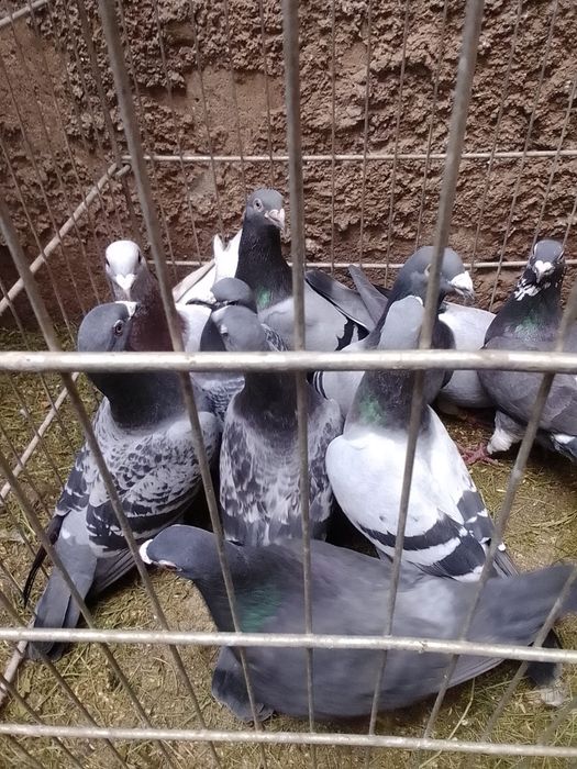 Porumbei ploiesteni