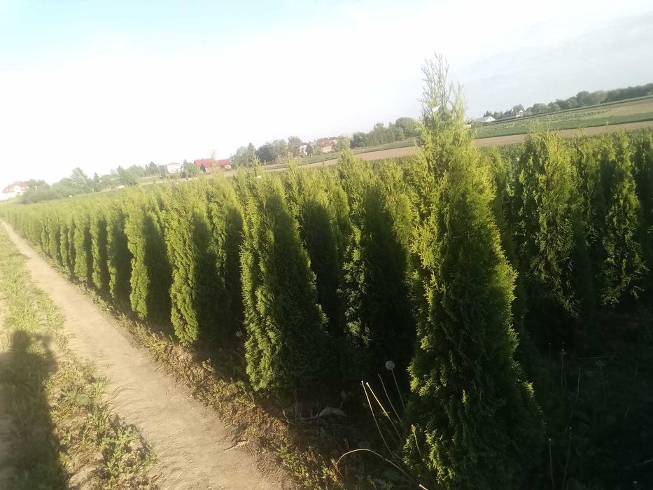 Tuia Thuia Thuja smaragd, gros, frumos, mare 120-140cm