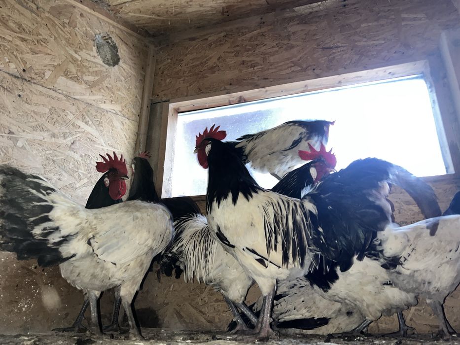 Perechi Gaini Lakenvelder