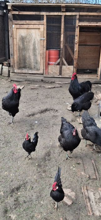Pereche  Gaini Australorp (cocosi si gaina)