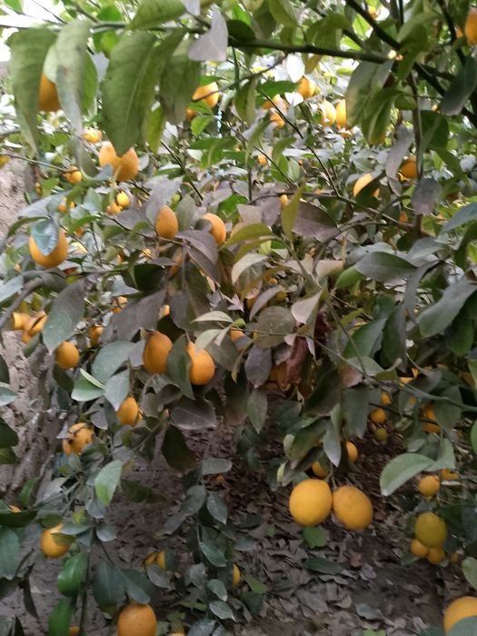 Лимон кочатлар ва мевалари