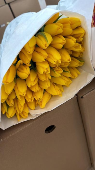 Тюльпаны сезон 2026