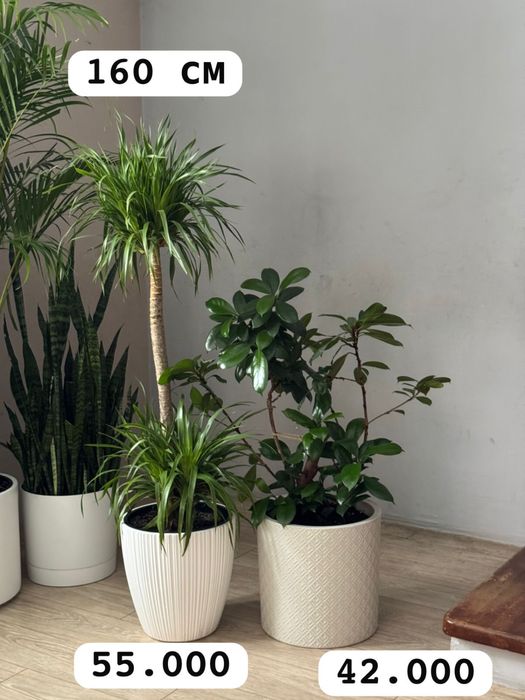 Фикус бенджамина Цветы для дома  озеленение