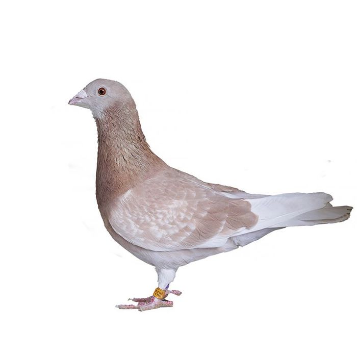 Porumbei voiajori de ornament