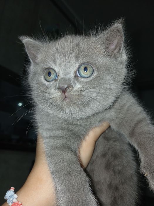 Котятки ищут новый дом